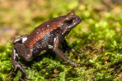 108-Pseudophryne raveni